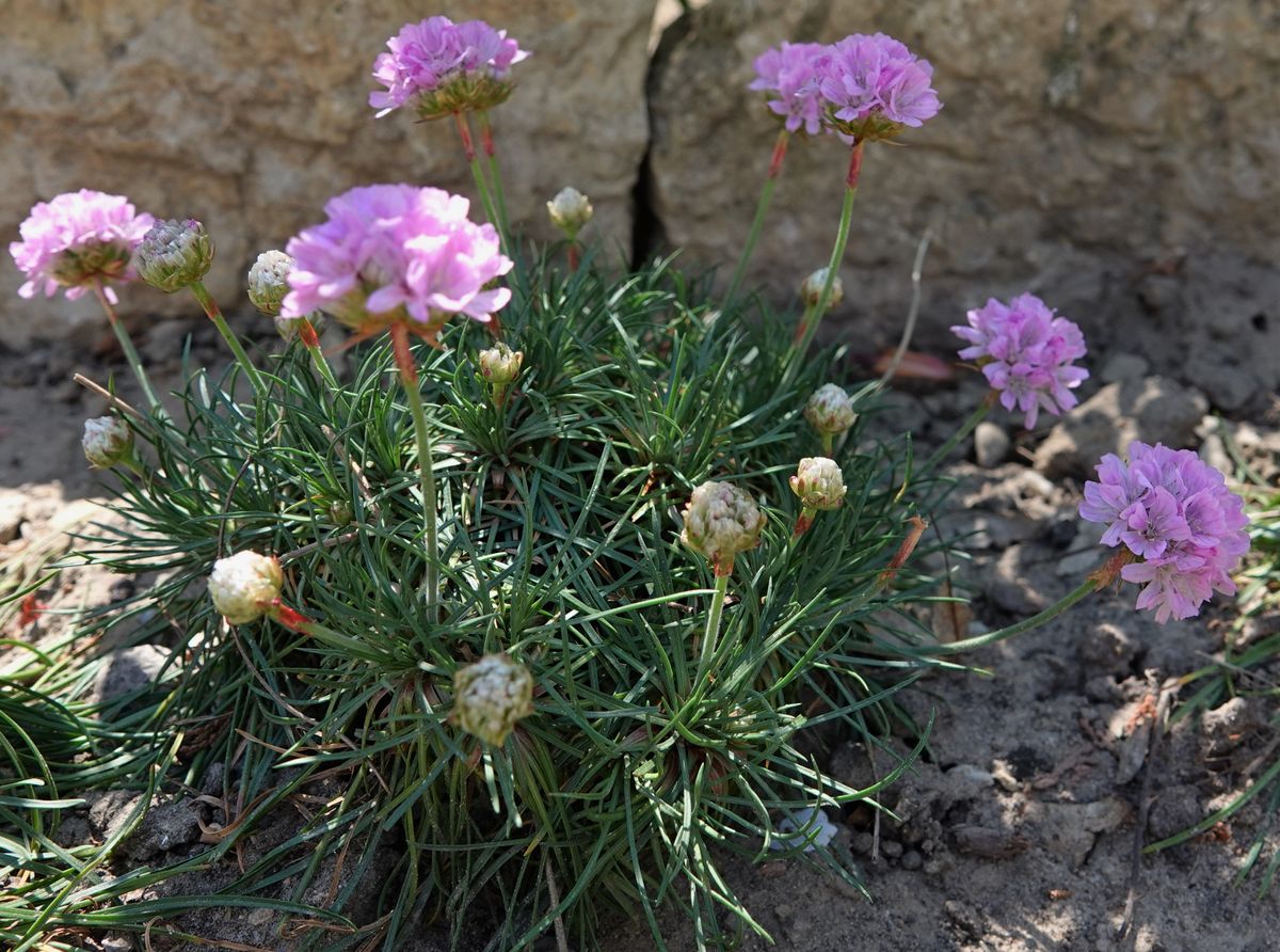 玉咲きの花