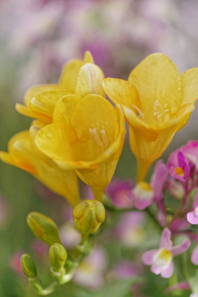 開花写真、フリージアほか