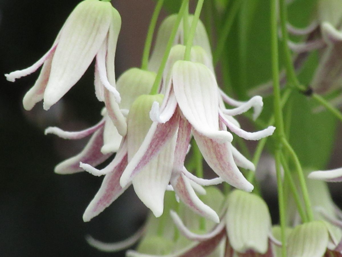 由愛(ゆめ)の花日記♪