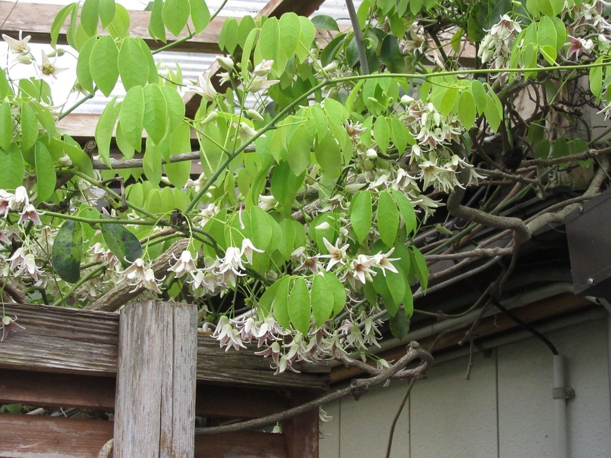 由愛(ゆめ)の花日記♪