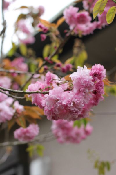 八重桜のころ