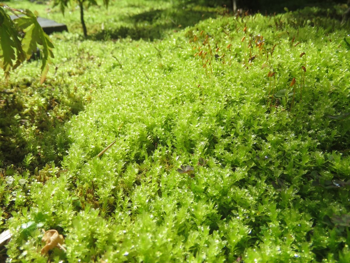 朝露に輝く苔庭