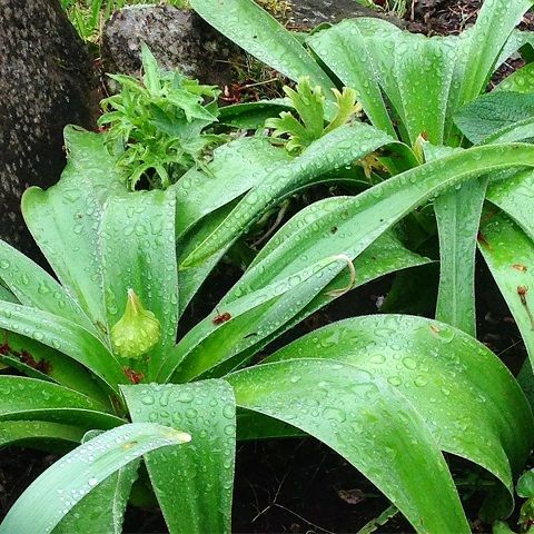 咲いている花は少なくて、準備中のものばかりです。