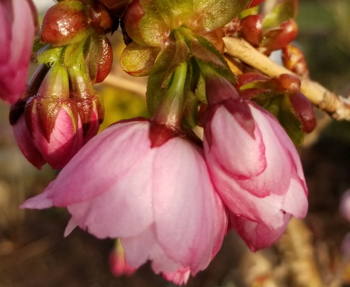 朝日の松月桜