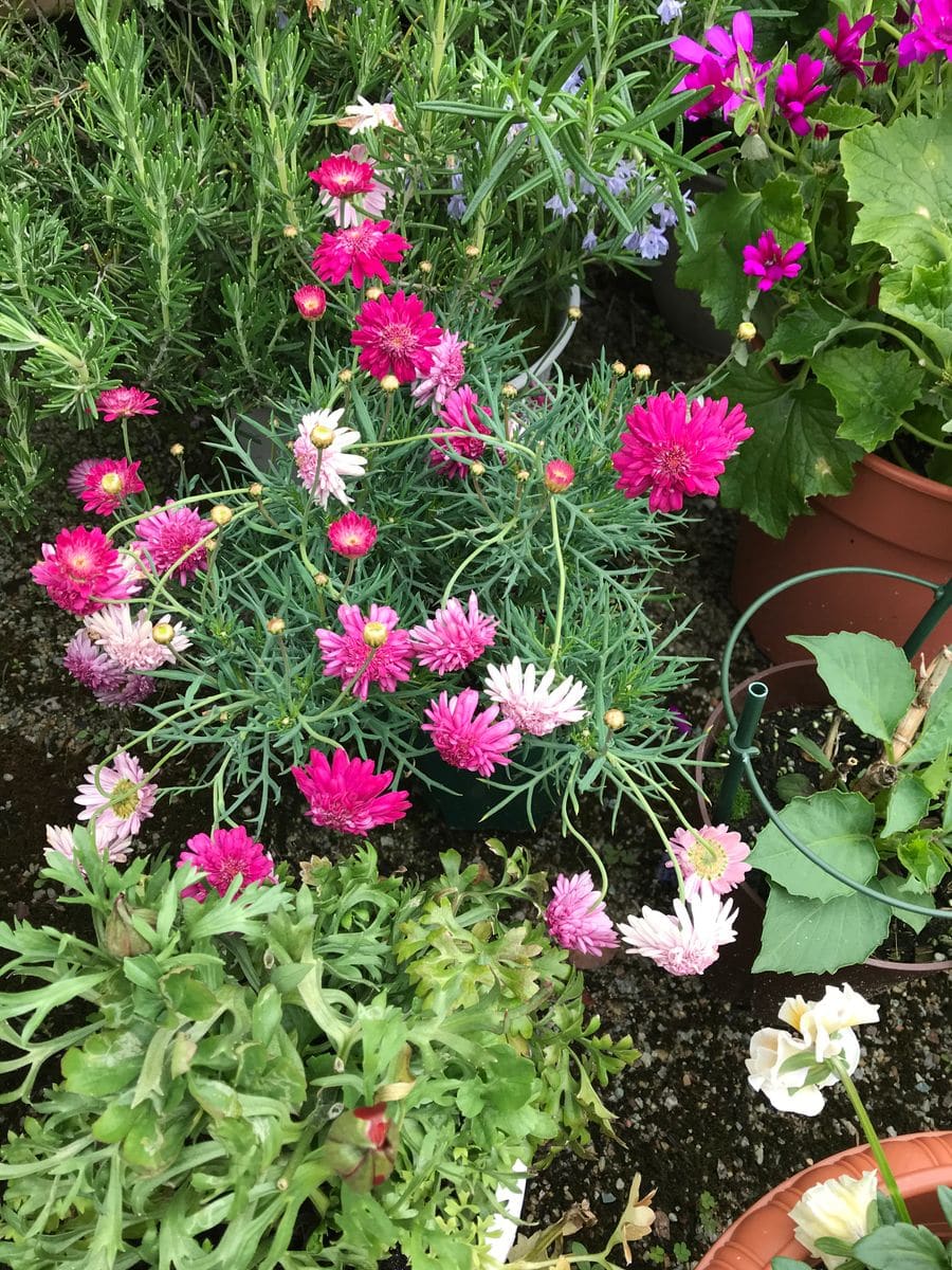 マーガレット、すくすくと育つ🌸🌸🌸③