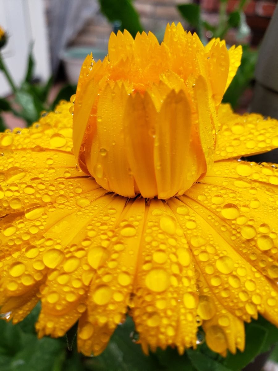 雨上がりのチュチュ🌼