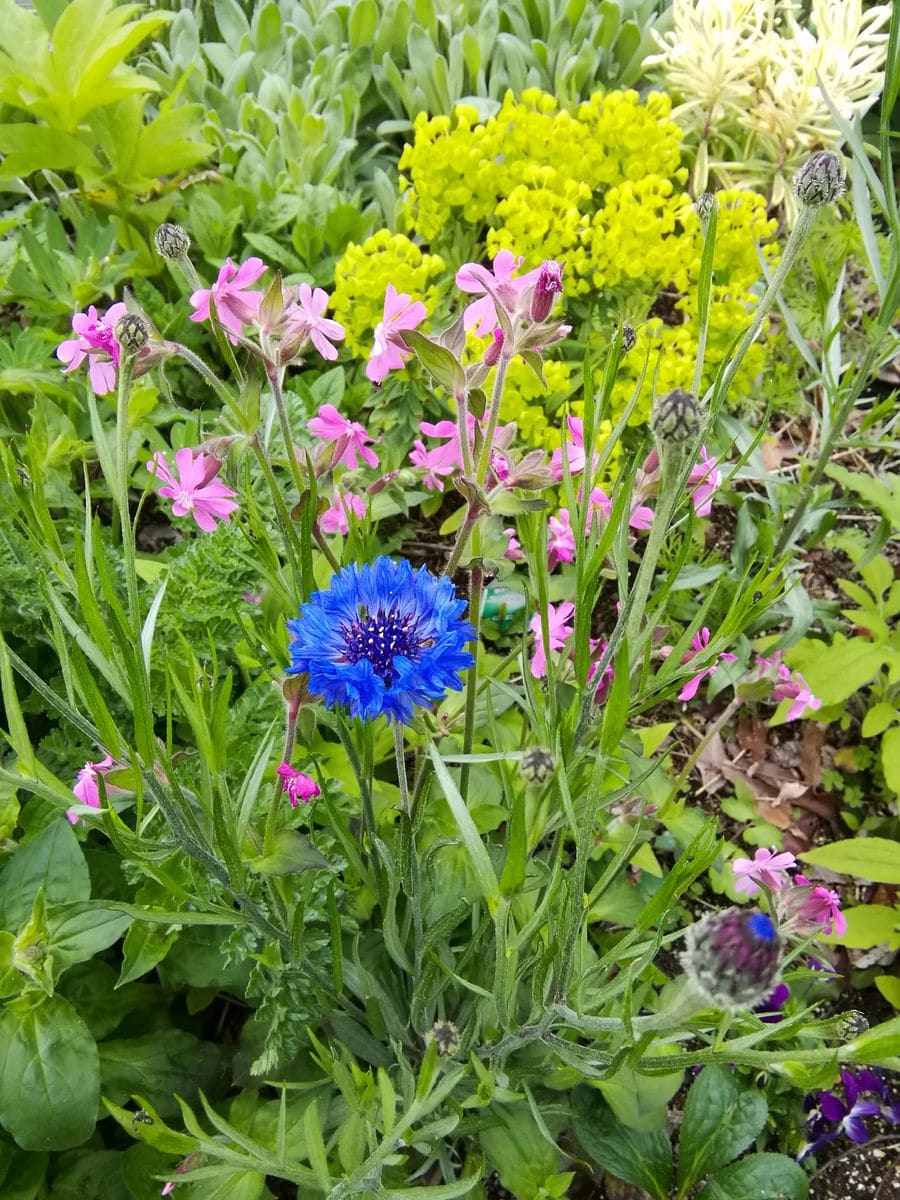 花満開