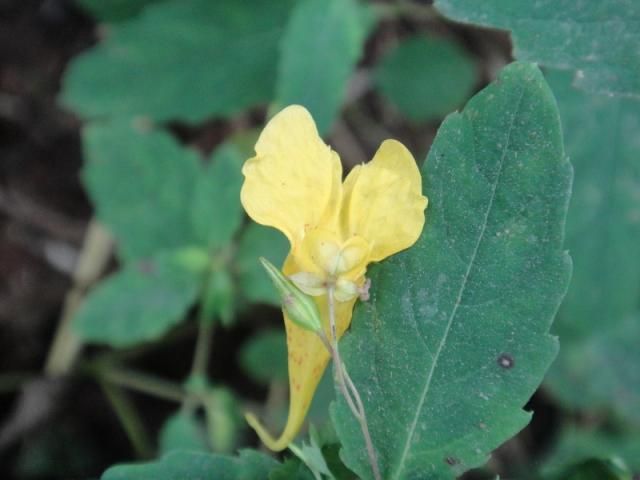 上高地の花