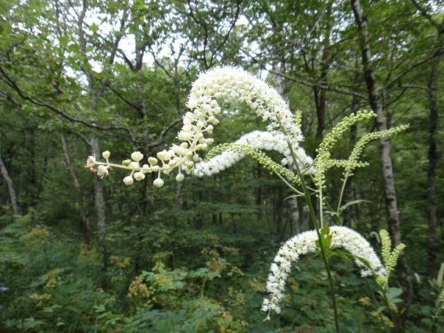 上高地の花