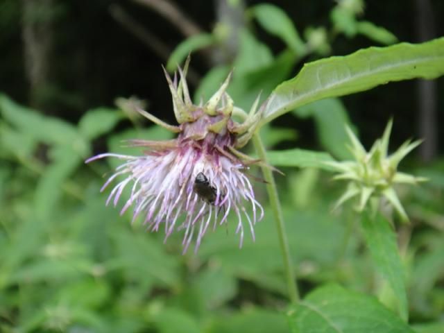 上高地の花