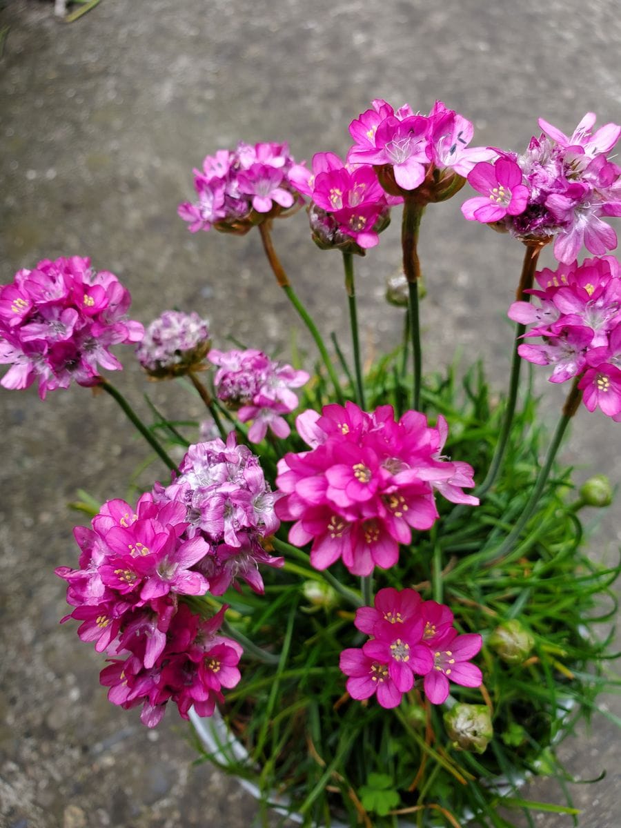 💠【趣味の園芸】🌸