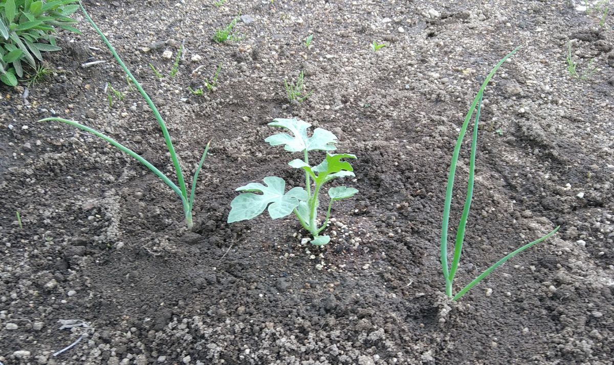 野菜の植え付け