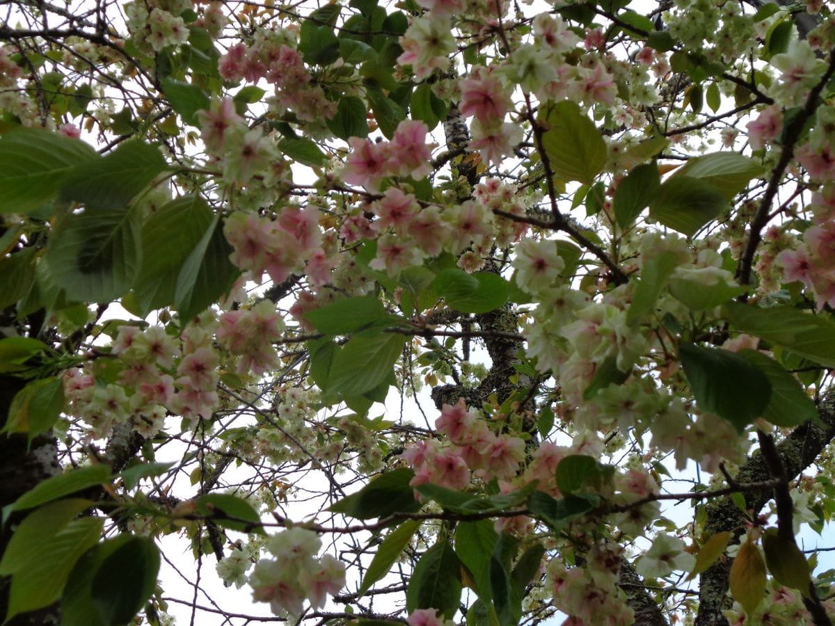 桜の季節も