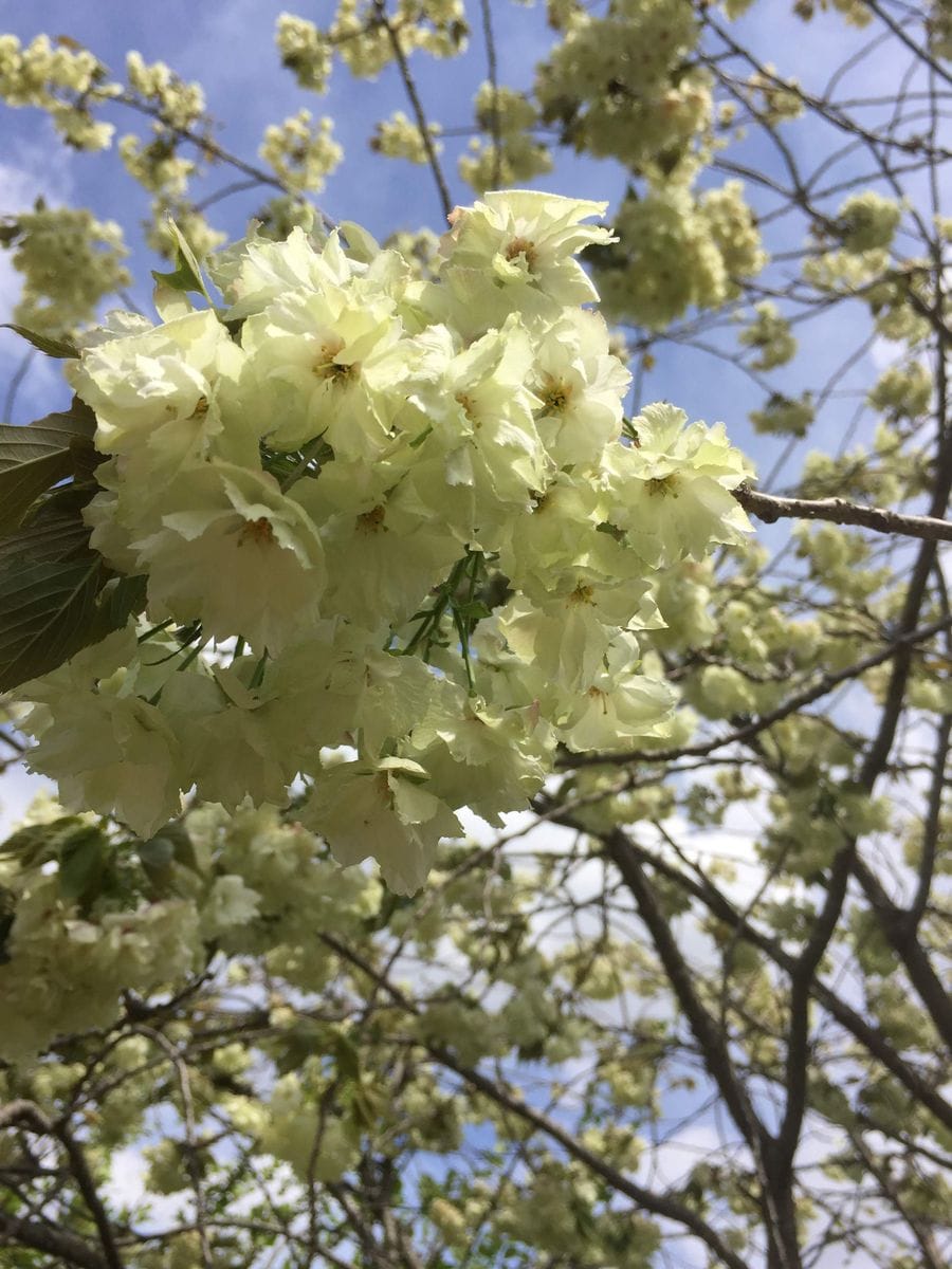 昨年の花より