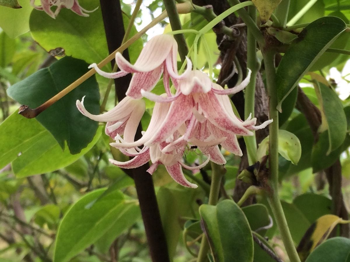 ムベの花