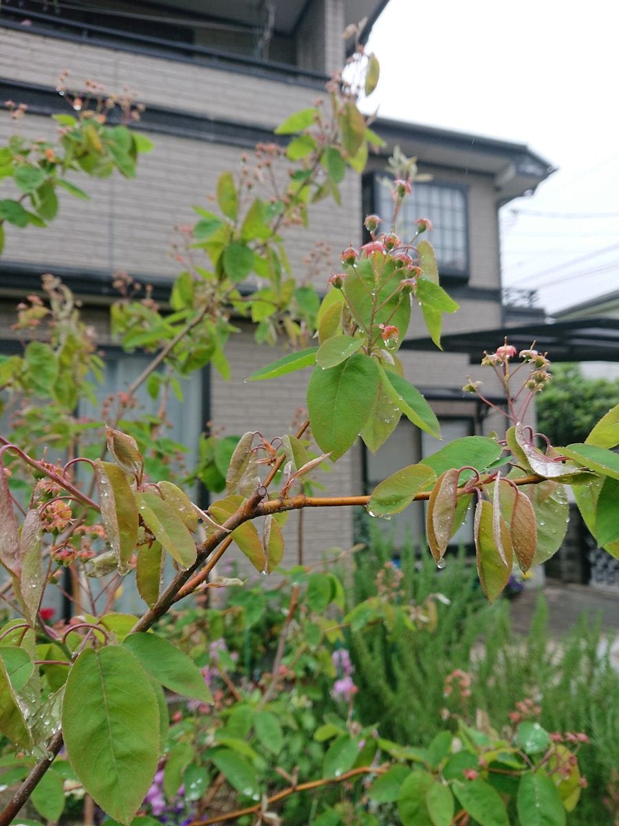 ４／２０つぼみ、新芽、そして暴れる