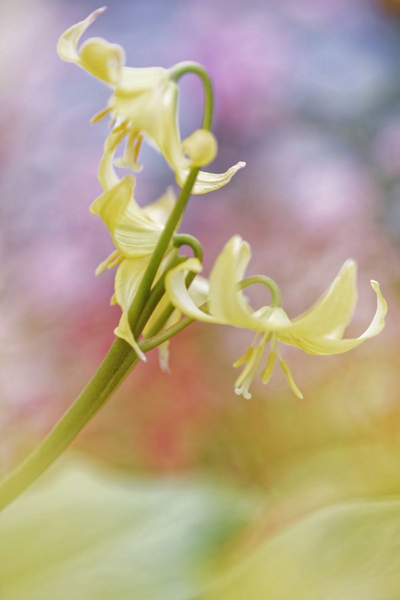 開花写真、西洋カタクリほか