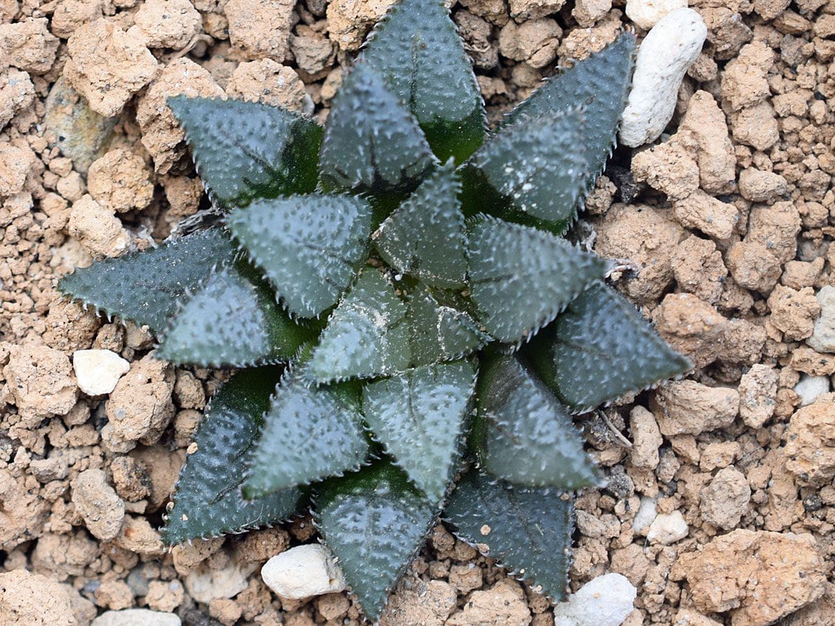 Haworthia maraisii