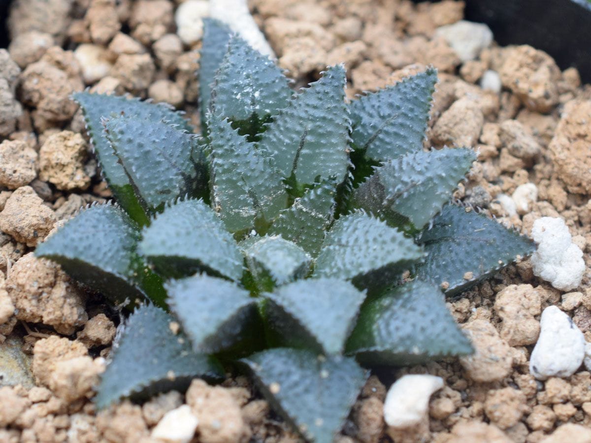 Haworthia maraisii