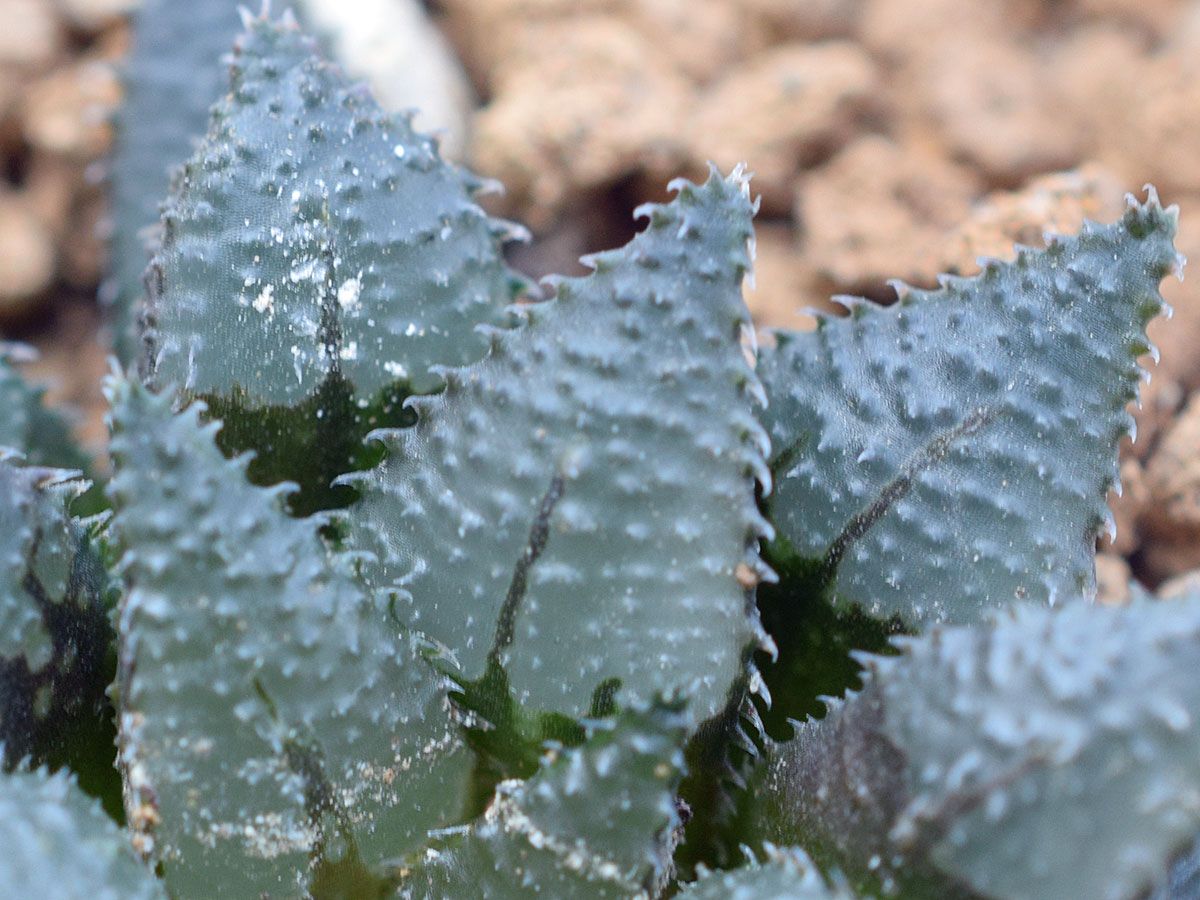 Haworthia maraisii