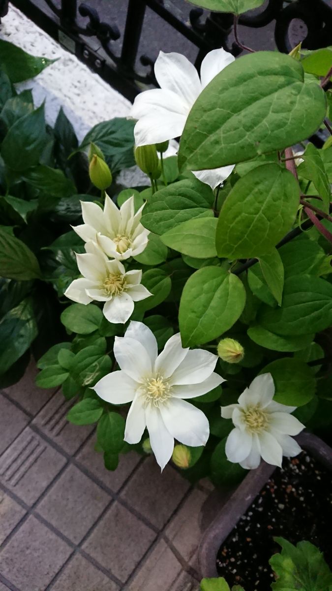 春の花から初夏の花へ