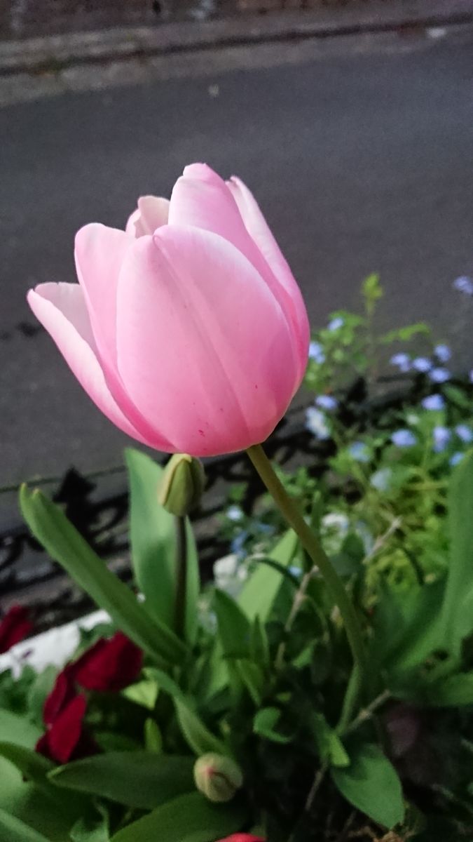 春の花から初夏の花へ