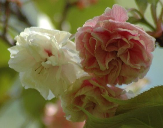 黄色い八重の素敵な桜❤