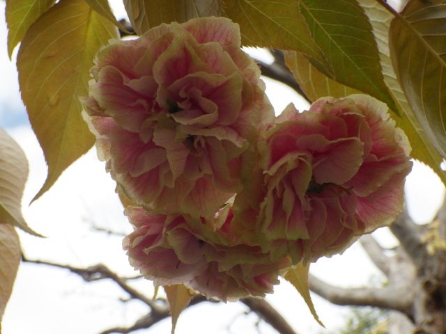 黄色い八重の素敵な桜❤