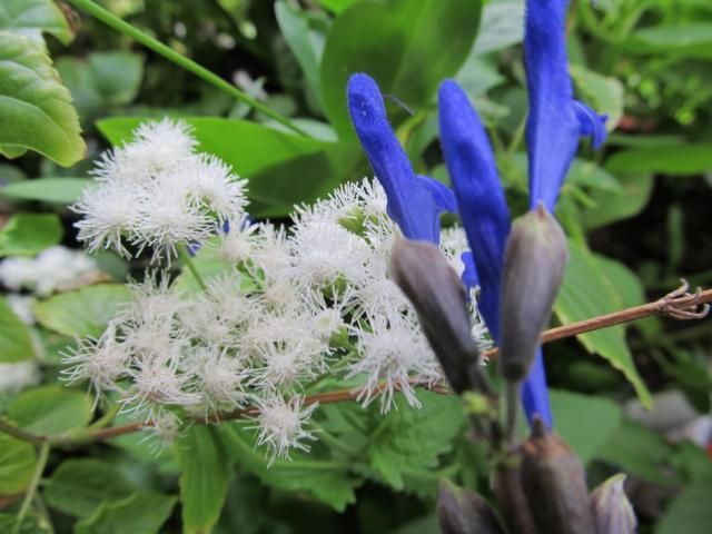 秋の花と虫とカエル