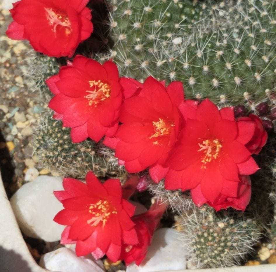 🌵今日のサボテンの花🌵