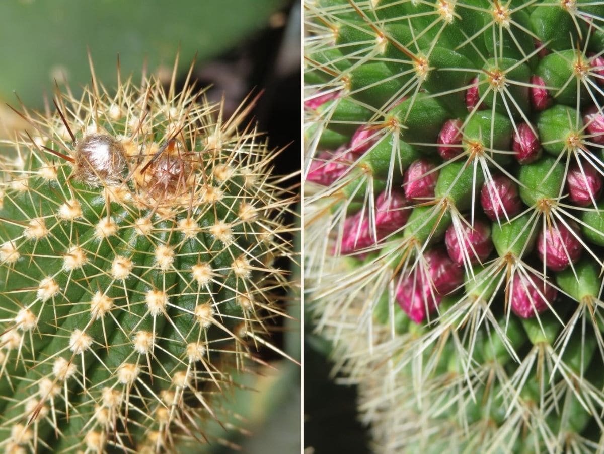 🌵今日のサボテンの花🌵