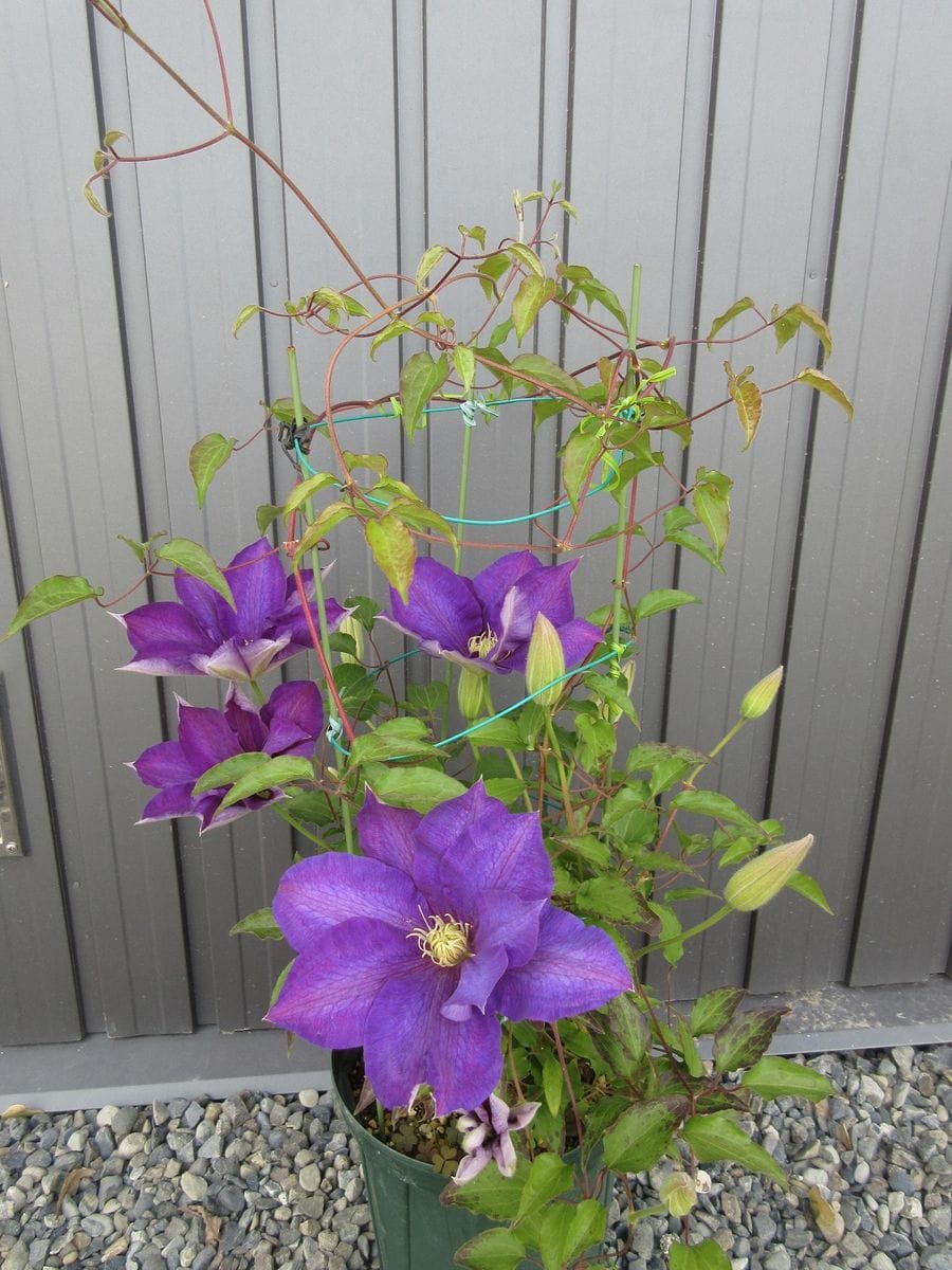 庭のハナミズキ　紫泉