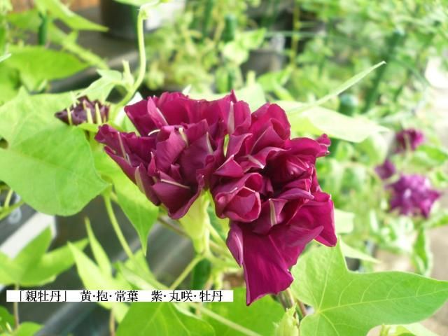 佐倉「くらしの植物苑…伝統の朝顔」