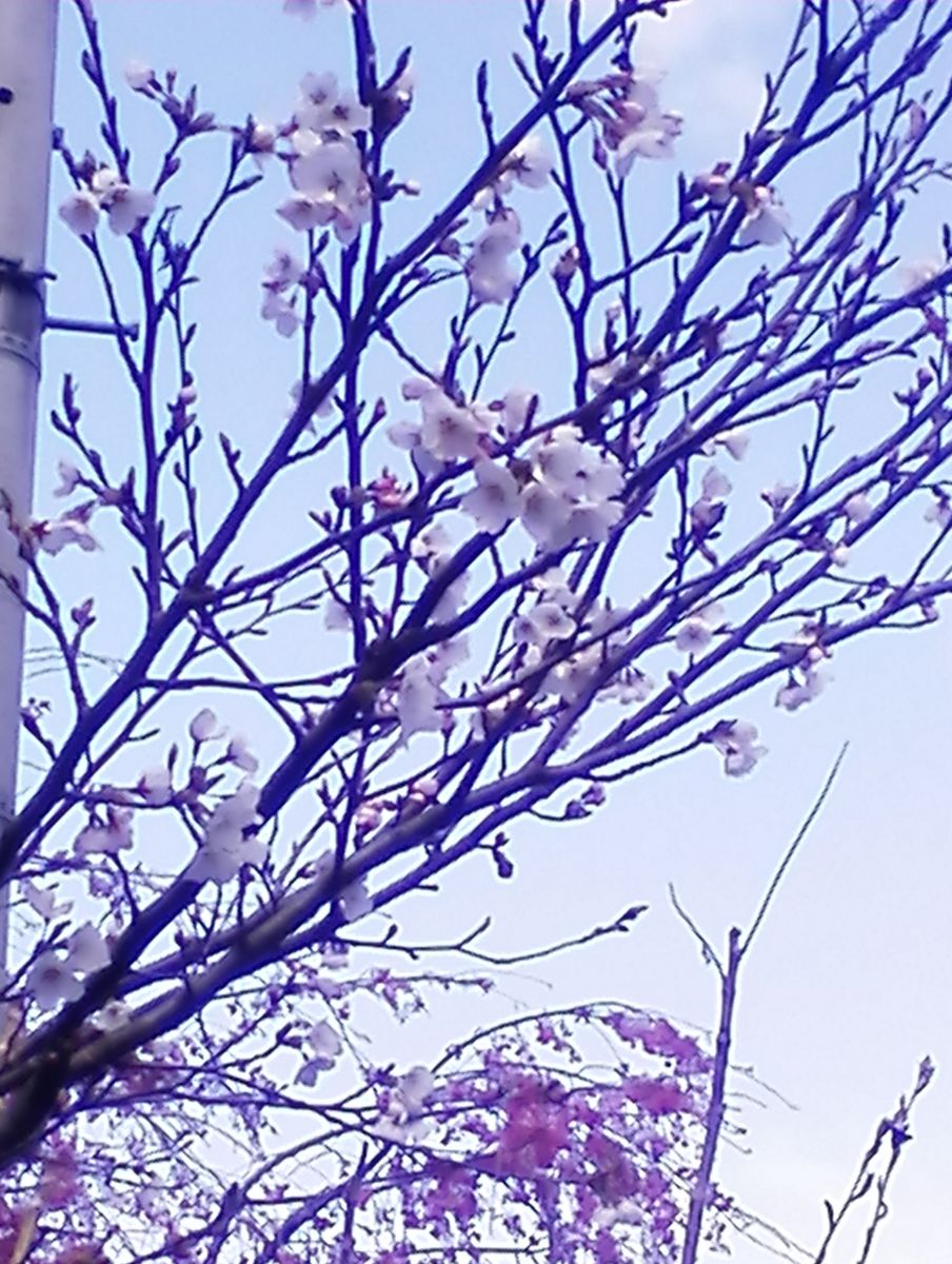 2020🌸桜、満開中🌸