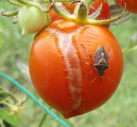 カメムシ、でかっ（虫っ）