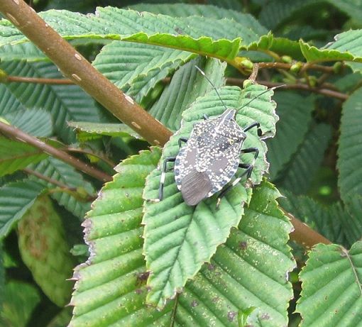 カメムシ、でかっ（虫っ）