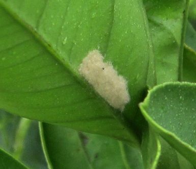 カメムシ、でかっ（虫っ）