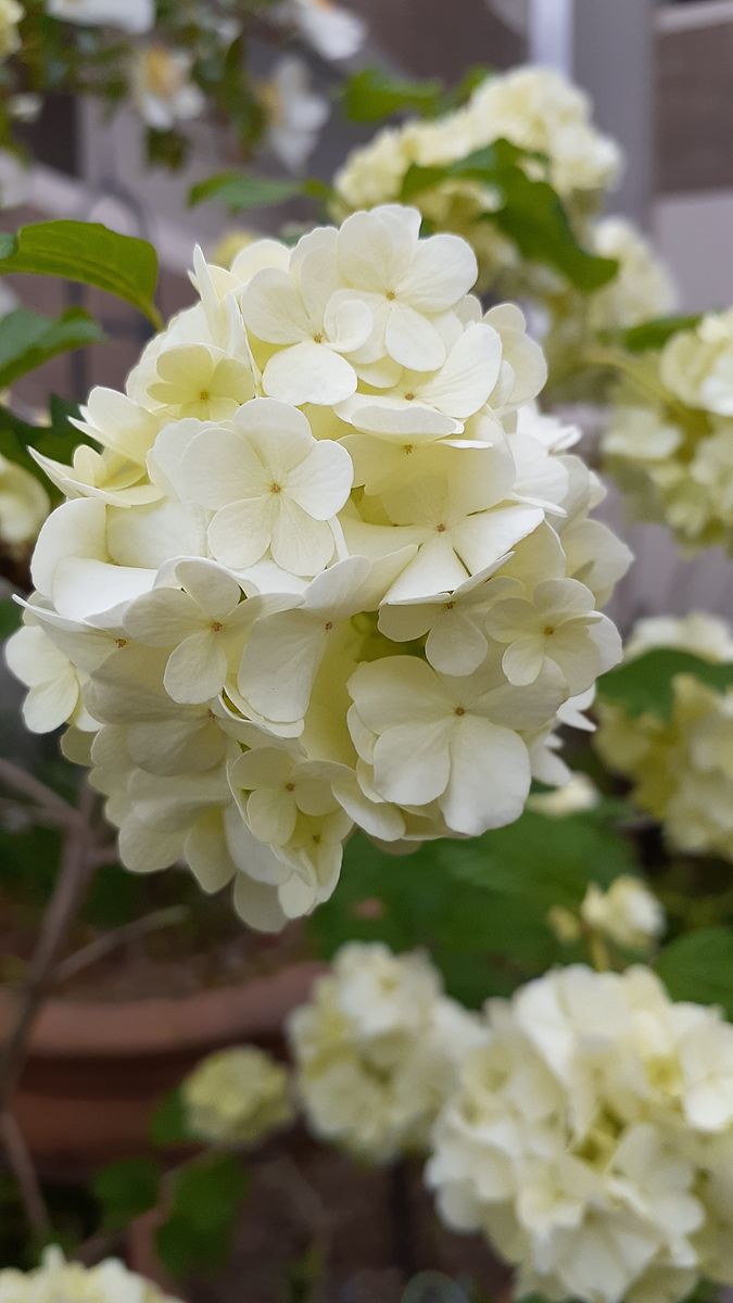 ふくおかルーバルガーデン2～春の🌸🌿庭たより…怪しげなお天気は変わりませんが、季節の花は次々と🌸🌿