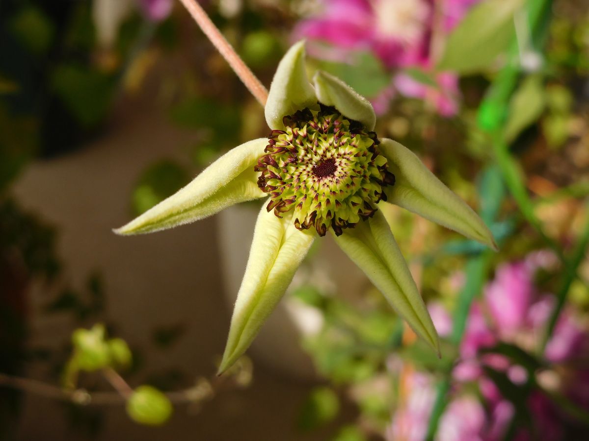 テッセンが開花