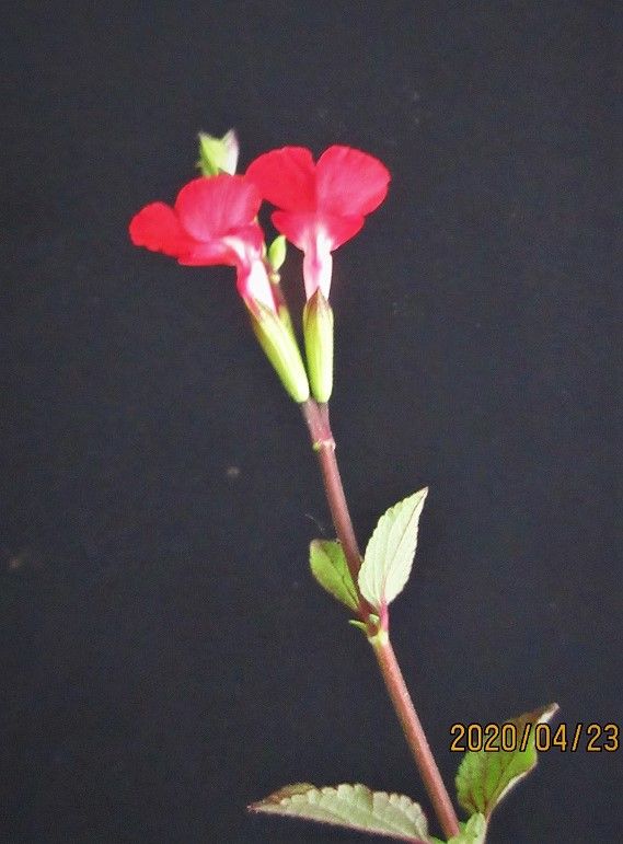 一年間咲き続けた花『サルビア‘ホットリップス』