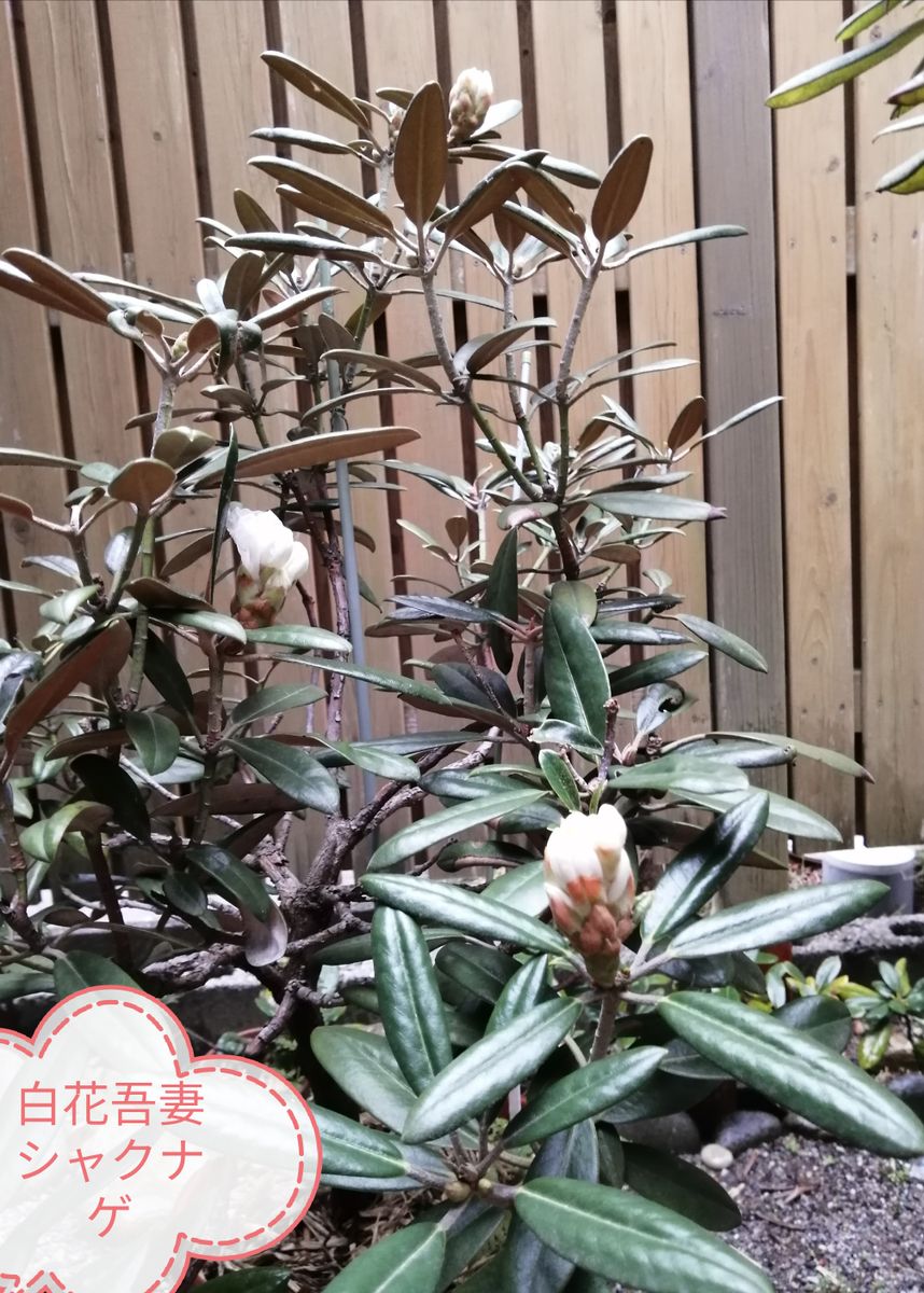 今年　は　シャクナゲの花を(ToT)