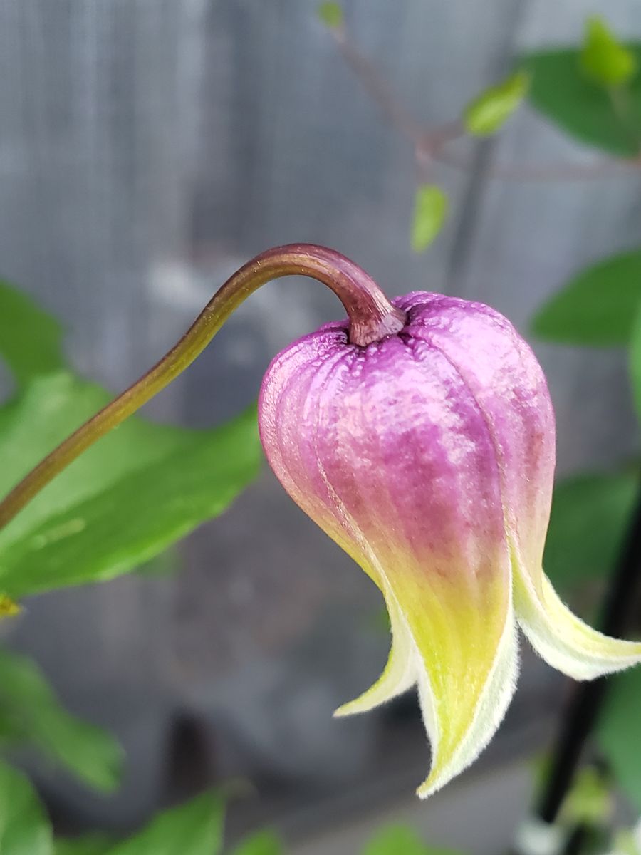 想定内のお花🌼想定外のお花