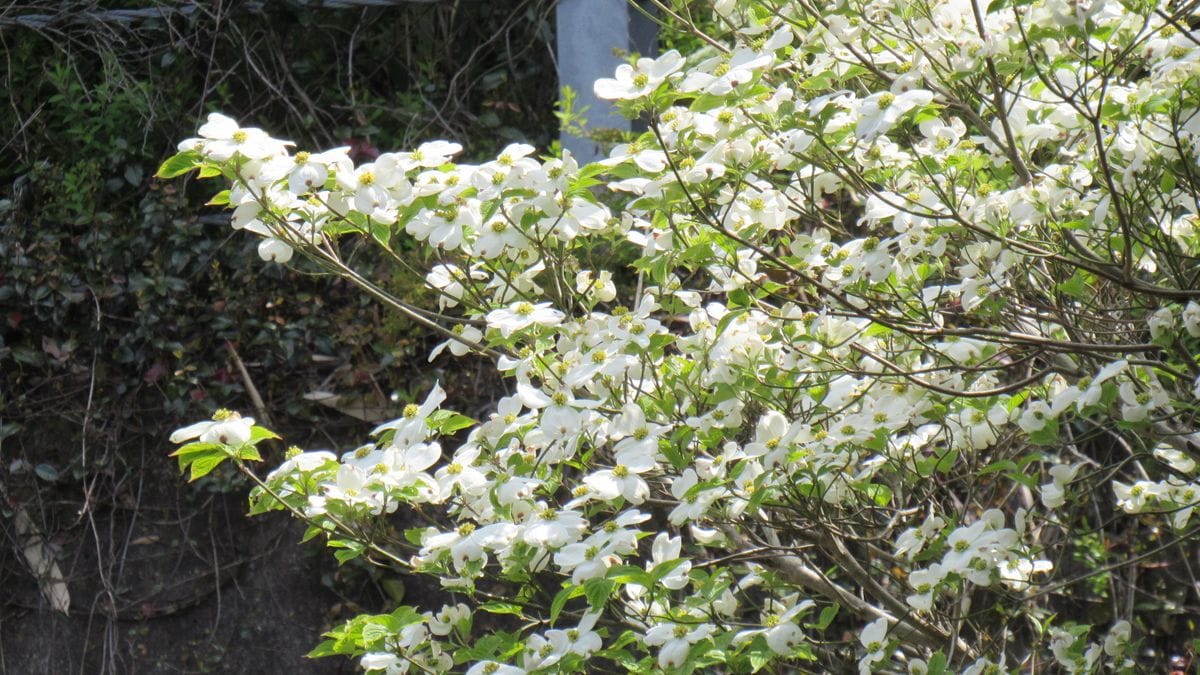 花水木のイメージが変わりました