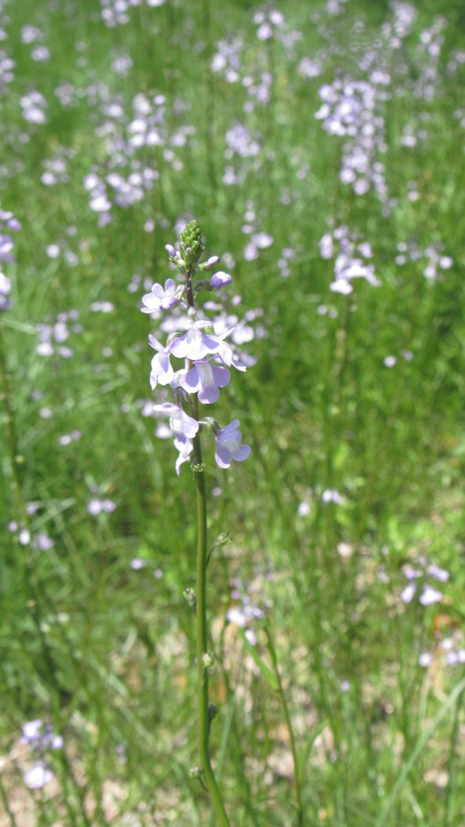 山歩きで見つけた花