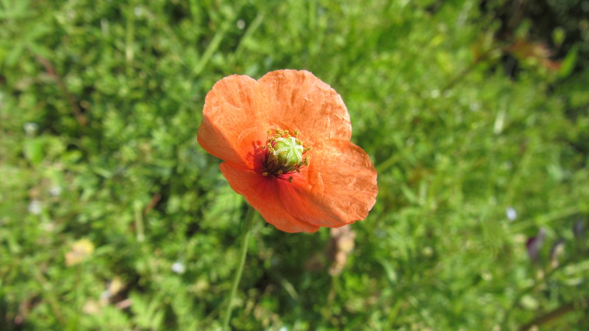 山歩きで見つけた花