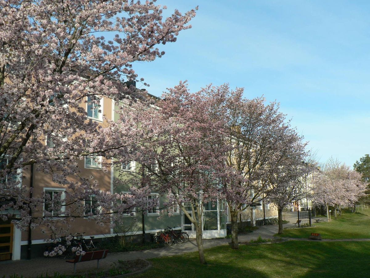 桜の接ぎ木