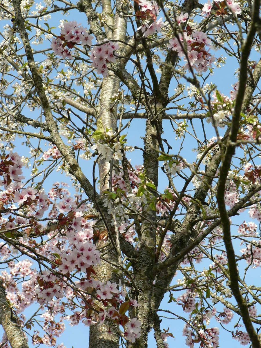 桜の接ぎ木