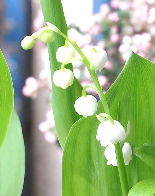 我が家の宿根草