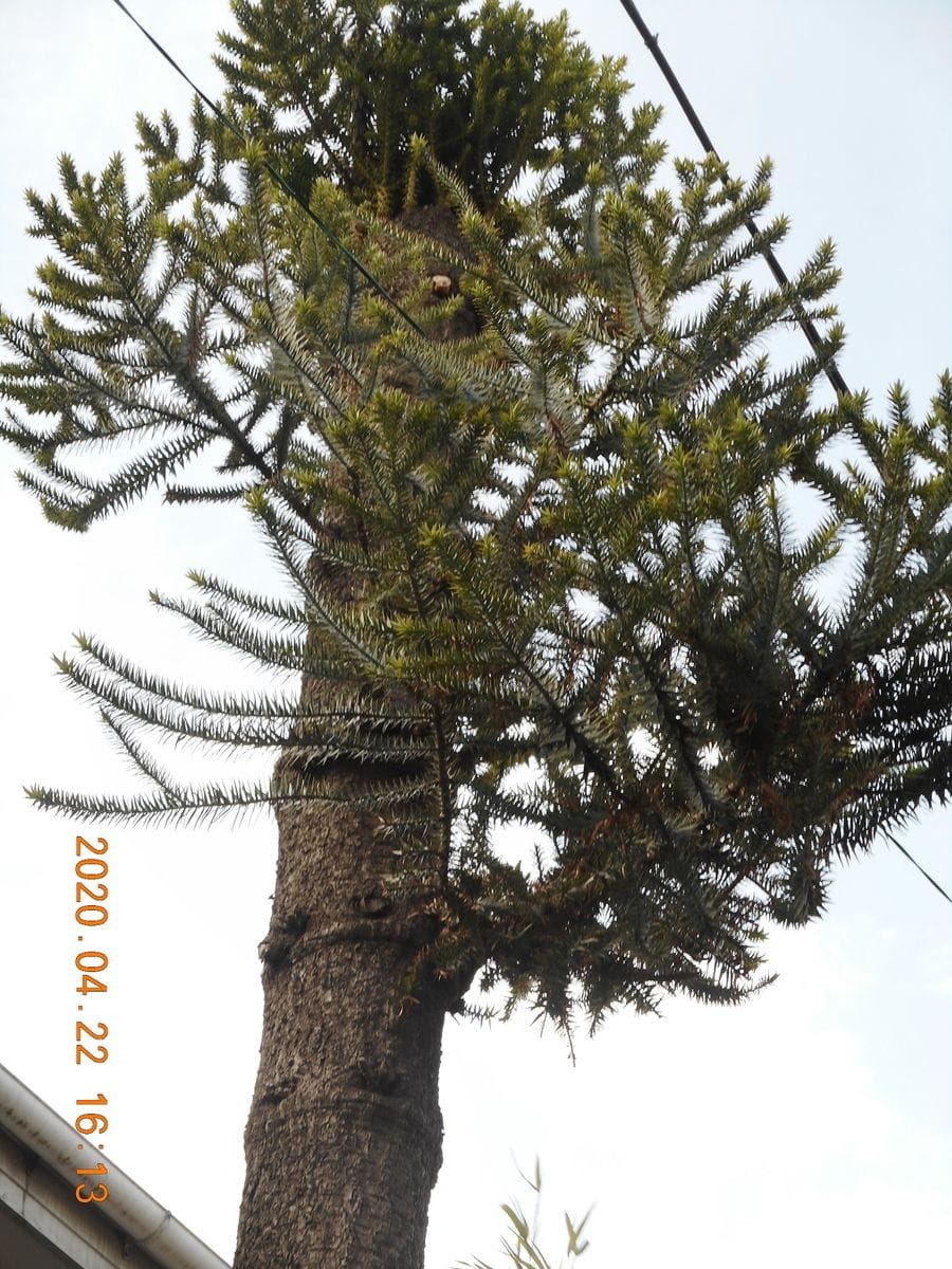 木の花の名　教えてください　→「イペー」と判明！