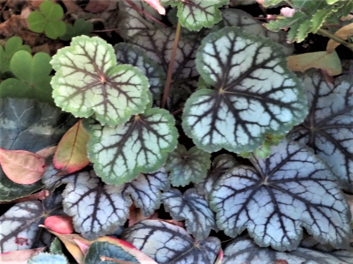 🍂庭先の山野草色々🍂